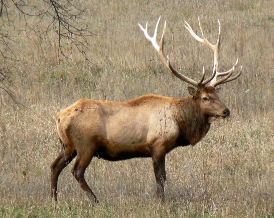 elk3